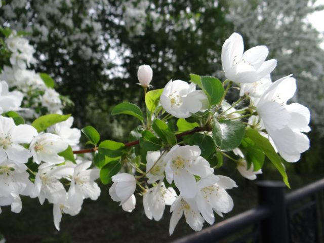 Цветки бе­лые