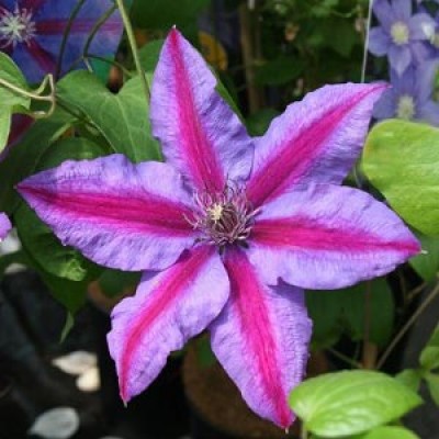 Цветки состоят из 4-6 ярких фиолетово-голубых листочков околоцветника с ярко-алой полосой