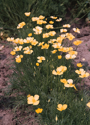 Светло-желтые аромат­ные цветки