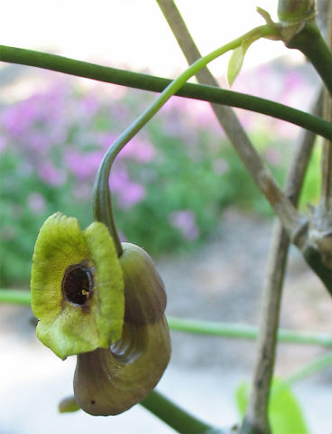 Нежное вечнозеленое лиановидное растение 