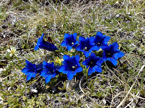 Цветки темно-синие, с более темными полоса­ми на наружной поверхности