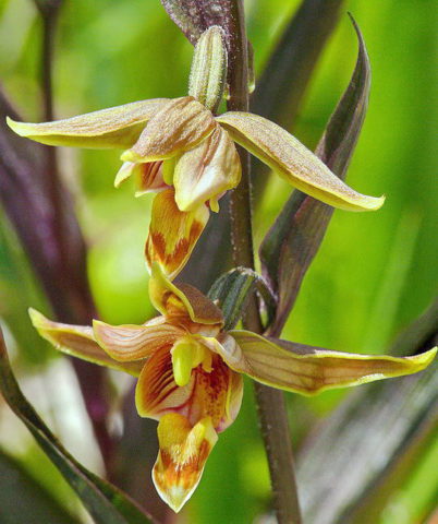 Орхи­дея образует соцветия до 25 см длиной