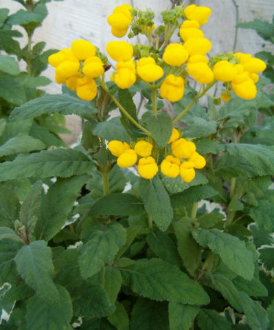 Соцветия из округлых ярко-желтых цветков