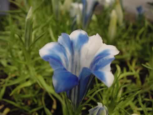 Цветки бе­лые, с голубыми полосами