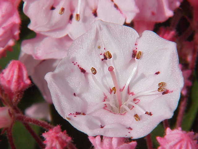 Кремово-белые цветки