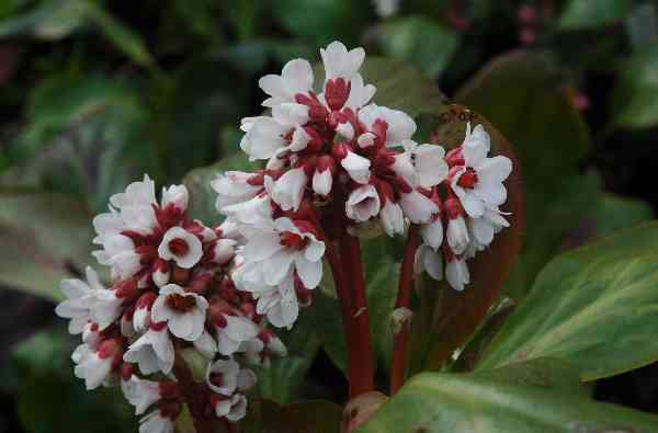 Цветки бе­лые с контрастными кораллово-крас­ными прицветниками