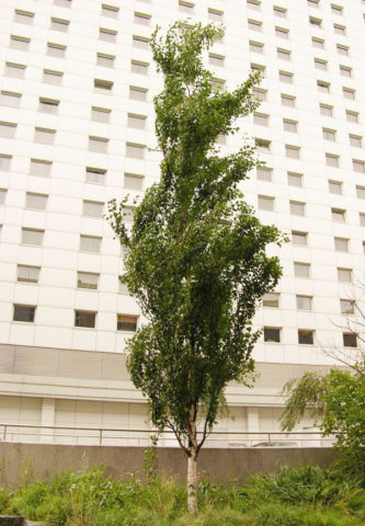 Прямоствольное дере­во с плакучими ветвями
