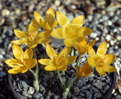 Золотисто - желтые цветки