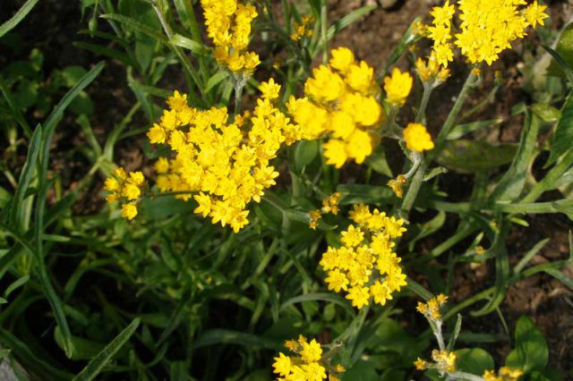 Мелкие золотисто-желтые соцветия