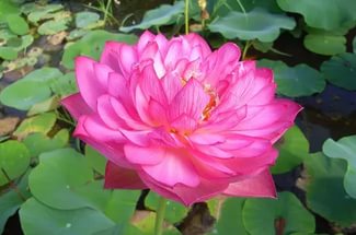 Махровые розовые цветки