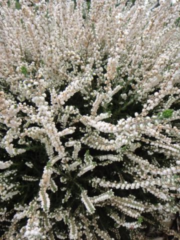Длинные соцветия из махровых белых цветков пригодны для срезки