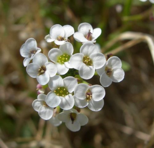 Белые цветки