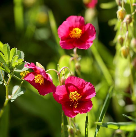 Цветки насыщенного ярко-розового цвета