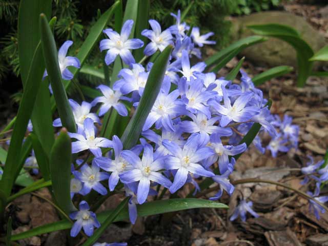 Цветки темно-синие, с белым центром