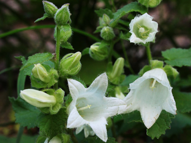 Белые или кремово-белые пони­кающие цветки