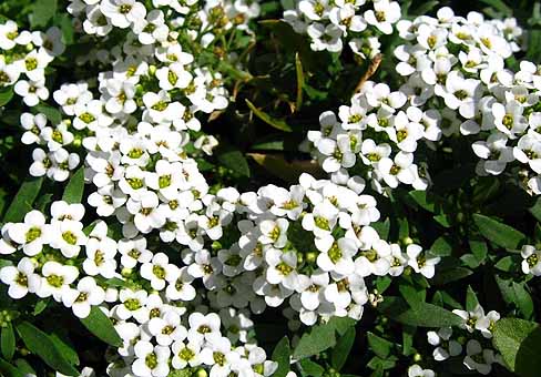 Крошечные белые четырехлепестковые цветки