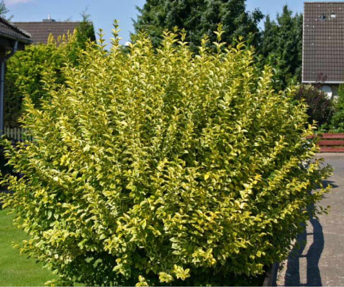 Бирючина Ligustrum ovalifolium Aureum