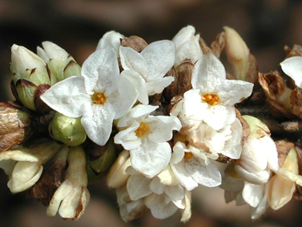 Мелкие белые цветки