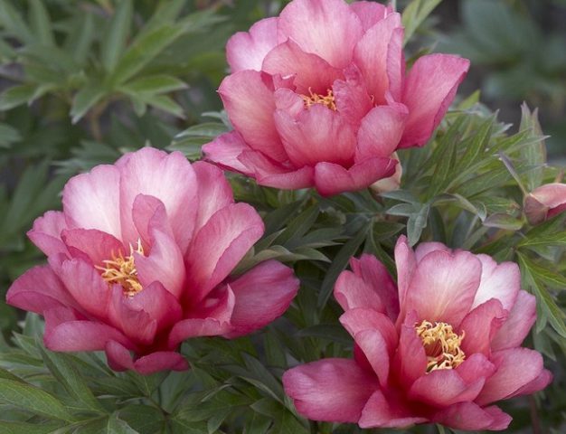 Немахровые темно-ро­зовые цветки