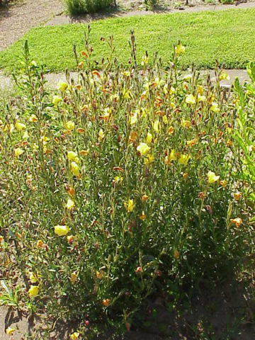 Ароматные желтые цветки