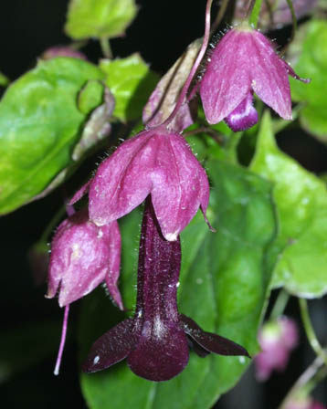 С тонких стеблей свисают тем­но-бордовые или лиловые трубчатые цветки 