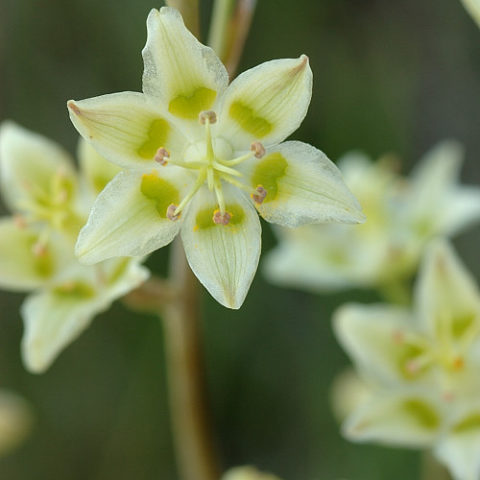 Кисти зелено­вато-белых звездчатых цветков