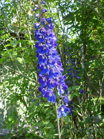 Цветки лавандово-синие с коричневыми глазками