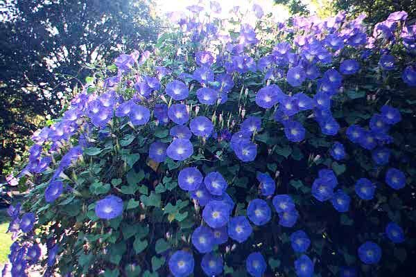 Сорт с цветками интен­сивного небесно-голубого цвета