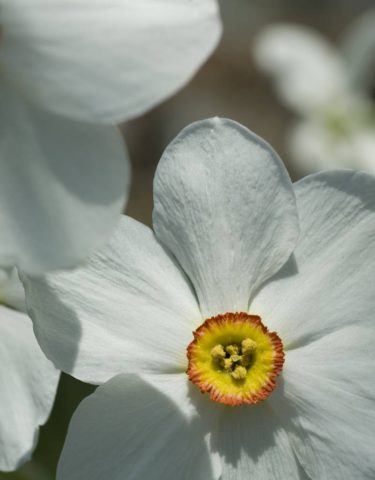 Белые цветки с сильным ароматом