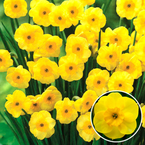 Крошечные одиночные желтые цветки