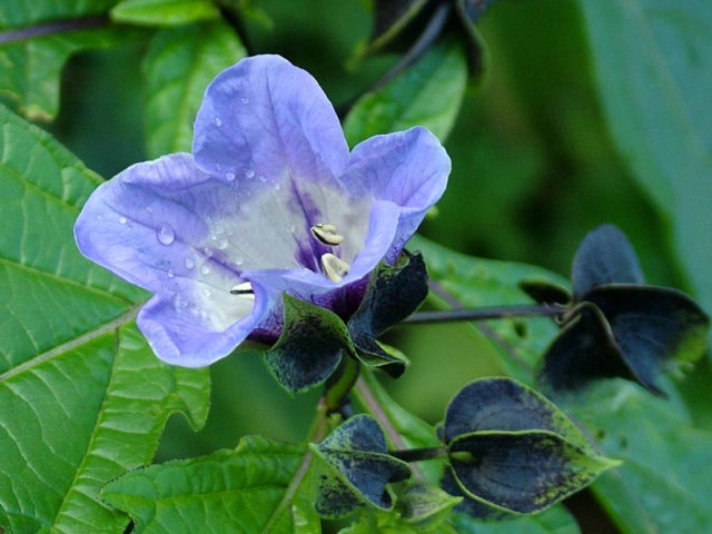 Сине-фиолетовые цветки