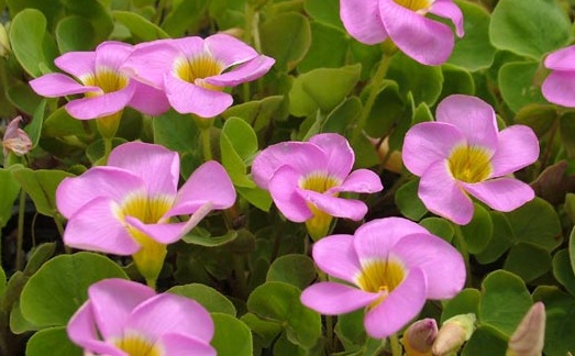 Крупные светло-лило­вые цветки
