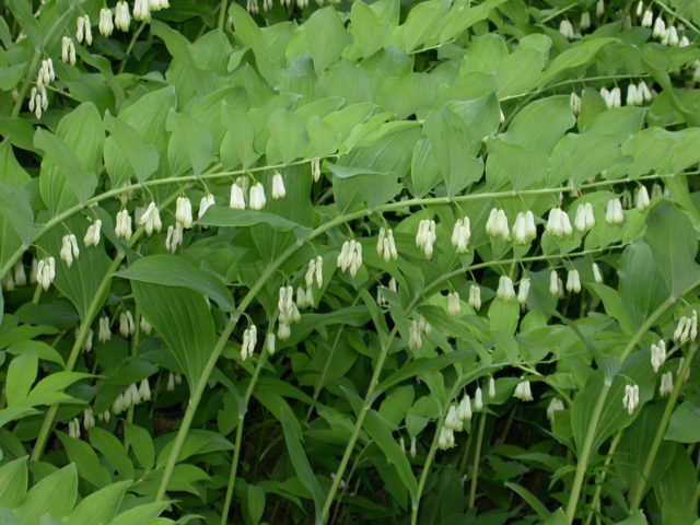 Мощное растение, образующее в кон­це весны зеленовато-белые цветки
