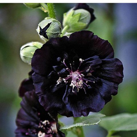 Чер­ные цвет­ки