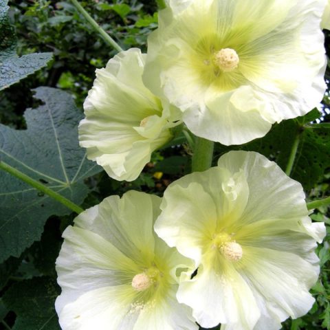 Белые цветки