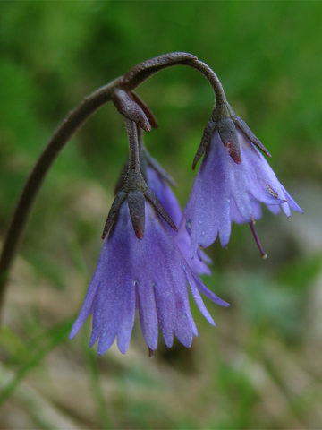 Сине-фиолетовые цветки