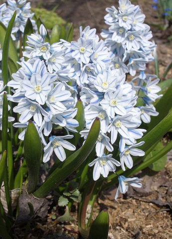 Цветки звездчатые, бледно-голу­бые