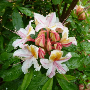 R. pseudochrysanthum
