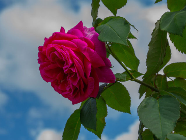 Цветки ду­шистые, густо-розовые с лиловым от­тенком