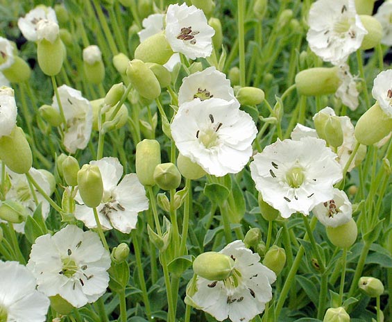 Травянистый многолетник с кистями белых цветков