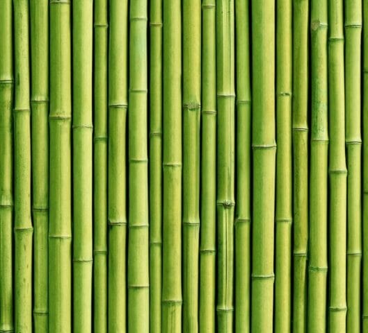 Зеленая стена из бамбука