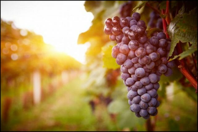 Какими полезными свойствами обладает красный виноград