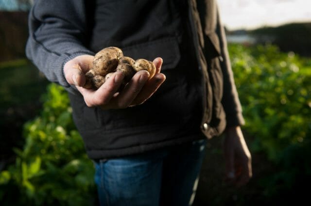 Секреты раннего урожая картофеля