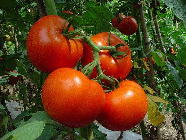 Правильная пересадка рассады помидоров в теплицу