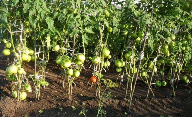 Чем и когда нужно опрыскивать томаты, чтобы сберечь и повысить урожай