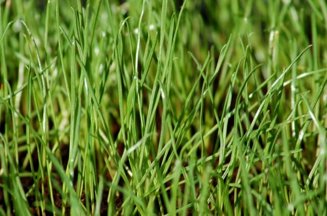 Какую траву выбрать для посадки газона: обзор первоклассных сортов, фото