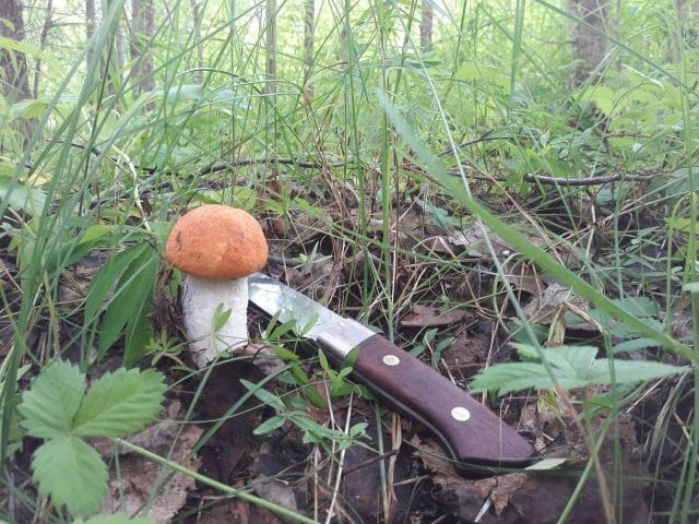 Календарь грибника - когда какие грибы собирать