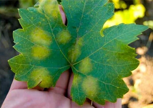 Пятна на винограде – что делать и чем лечить кусты