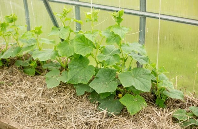 Выращиваем вкусные огурцы: секреты опытных огородников