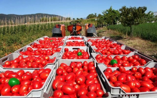 Выращиваем большой урожай томатов в засушливое лето